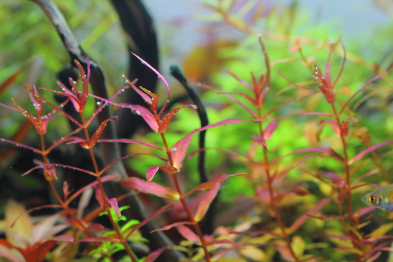 植栽から22日目　ロタラマクランドラ　ナローリーフ